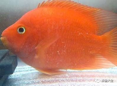 迷你鸚鵡魚常見病及癥狀