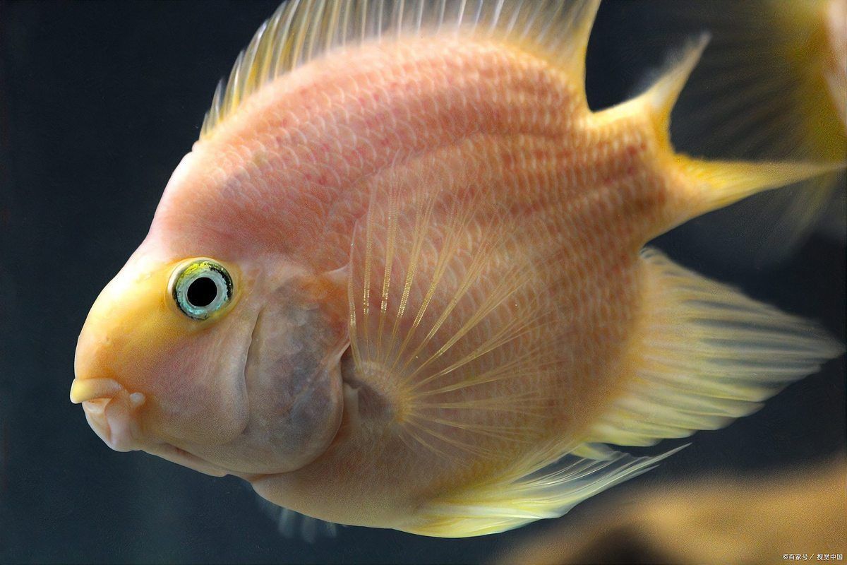 迷你鸚鵡魚常見病及癥狀