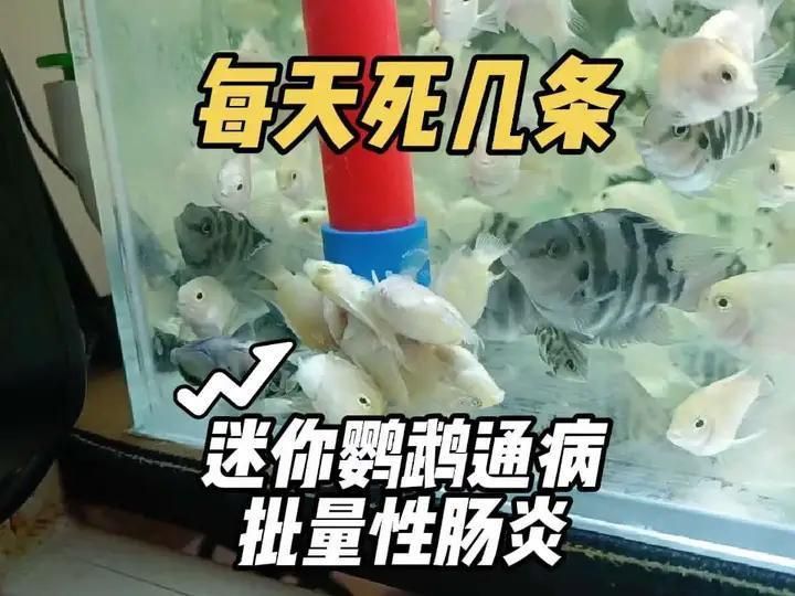 迷你鸚鵡魚常見病及癥狀
