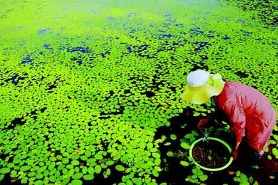 烏龍魚是什么樣子（烏龍魚是一種體形較大、顏色多樣的淡水魚類）