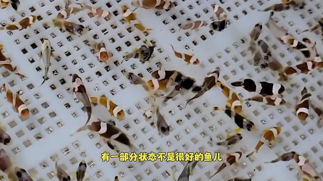 如何預防海水魚體表細菌感染？
