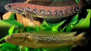 龍魚呆在水面不游動吃食正常嗎：龍魚呆在水面不游動可能由多種原因引起，可能會影響龍魚食欲