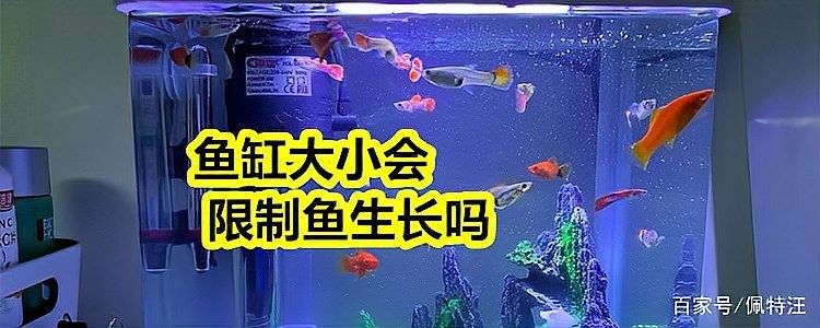 銀龍魚在一米的缸能長多大呢