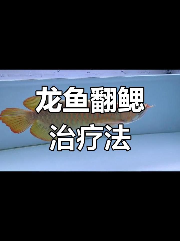 龍魚翻鰓手術后多久能恢復 龍魚翻鰓手術后多久能恢復 龍魚百科 第3張