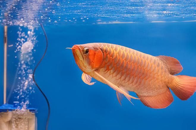 扎蘭屯有沒有買龍魚的（內(nèi)蒙古扎蘭屯市有多家水族館和花魚店并購買龍魚）