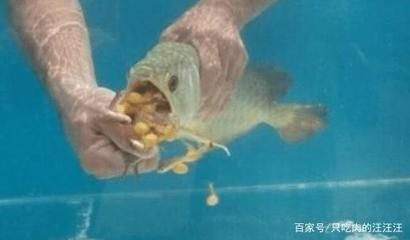剛買金龍魚不吃東西怎么辦：金龍魚不吃東西怎么辦
