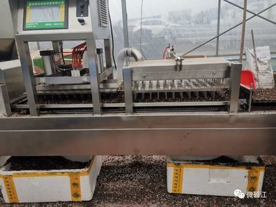 龍魚適合喂哪些蔬菜（龍魚可以吃一些蔬菜，但它們可以吃一些蔬菜）