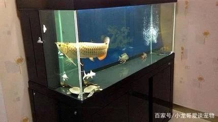 龍魚對魚缸的要求高嗎為什么：龍魚對魚缸的要求高嗎