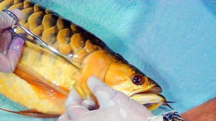 金龍魚什么情況下會掉眼【金龍魚掉眼是多種因素共同作用的結果,其眼部結構特殊】
