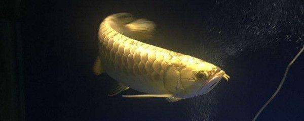 金龍魚什么情況下會掉眼【金龍魚掉眼是多種因素共同作用的結果,其眼部結構特殊】