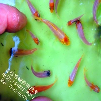 小龍魚苗一天喂幾次合適：小龍魚一天喂幾次合適