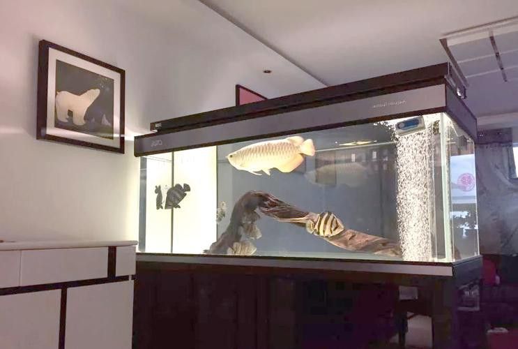 推薦一些性價比高的龍魚缸頂燈品牌