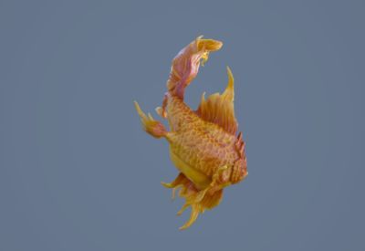 巨型龍魚擺件寓意：巨型龍魚擺件寓意和象征意義，巨型龍魚擺件寓意著什么