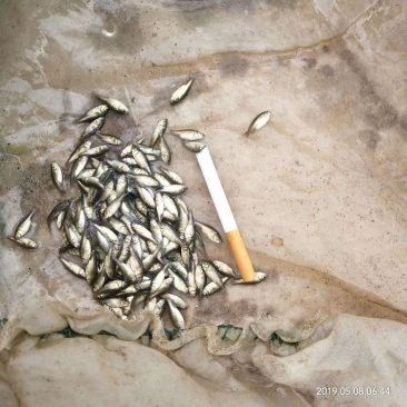 山西龍魚價格行情走勢