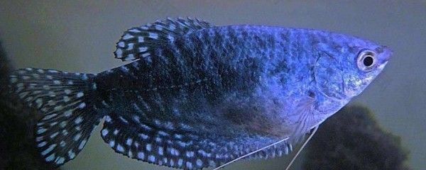 龍魚為什么那么兇，龍魚的“兇猛”特性