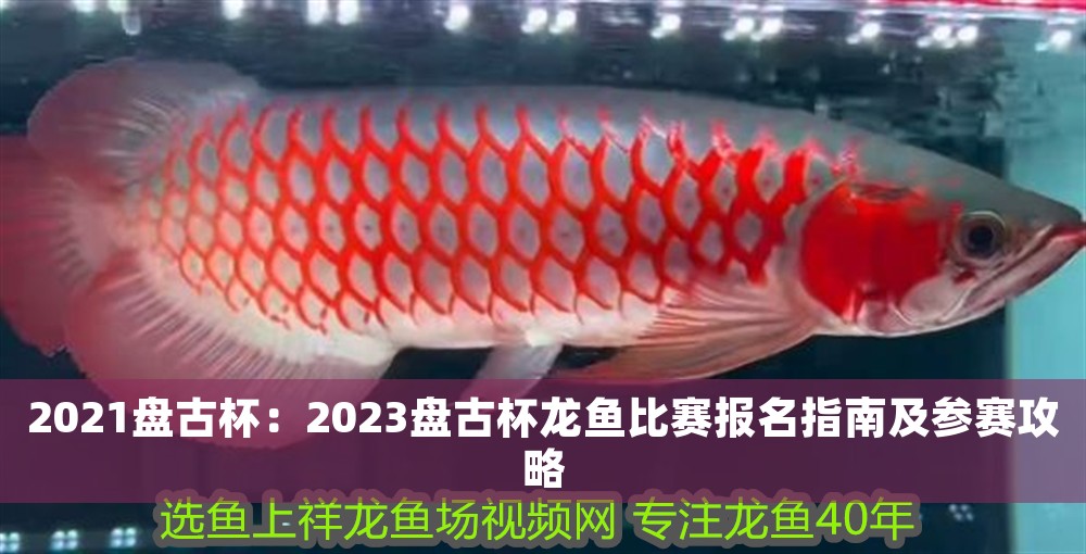 2021盤古杯：2023盤古杯龍魚比賽報名指南及參賽攻略