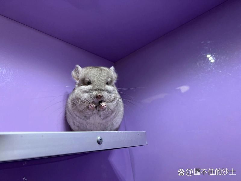 哪些龍貓品種壽命最長？