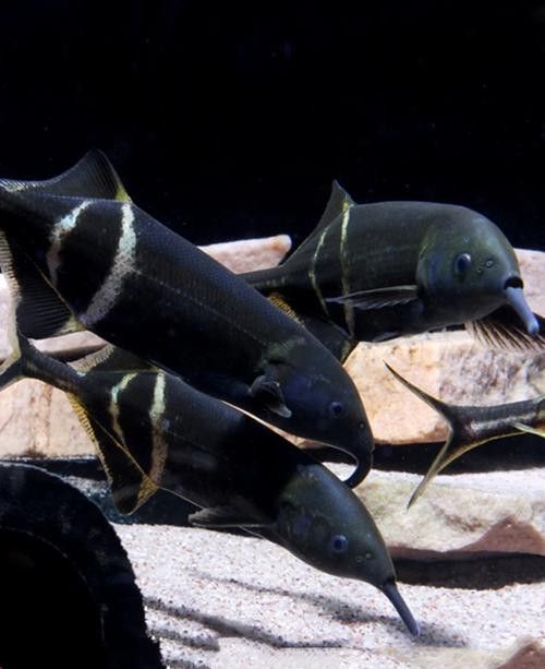 象鼻魚可以和龍魚混養嗎圖片