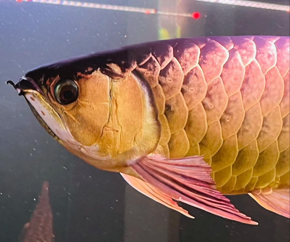 象鼻魚可以和龍魚混養嗎圖片