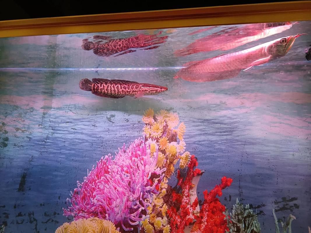 象鼻魚可以和龍魚混養嗎圖片