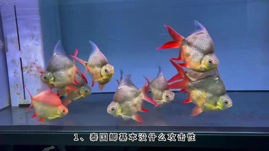 象鼻魚可以和龍魚混養嗎圖片