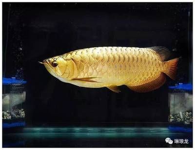 如何養(yǎng)金龍魚變金色：如何讓金龍魚變成金色？