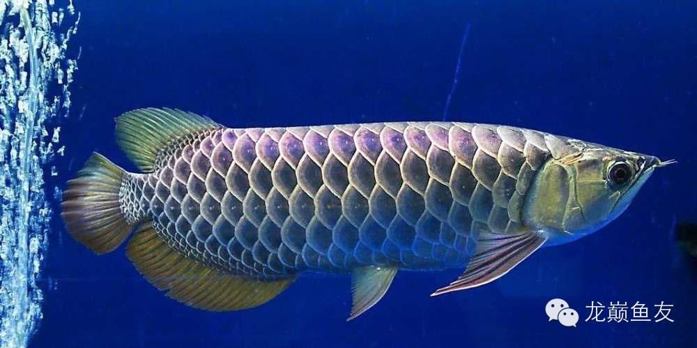如何養金龍魚變金色：如何讓金龍魚變成金色？