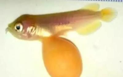 如何讓龍魚長得快起來的方法：如何讓龍魚長得快起來