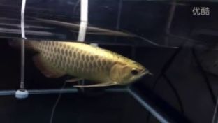 龍魚多大不會掉眼了：如何預防龍魚掉眼