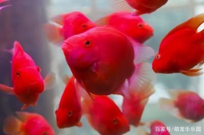 龍魚鸚鵡還可以和什么魚混養一起：龍魚和鸚鵡魚可以一起混養嗎？