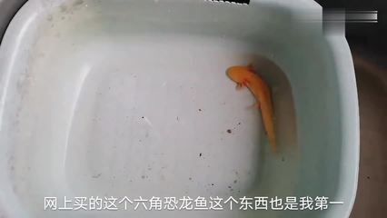 六角恐龍魚身上有白色斑點(diǎn)怎么辦