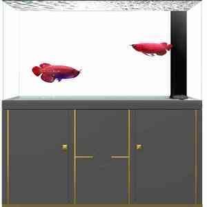 龍魚蹭缸底是怎么回事：龍魚蹭缸底可能是由于水質問題、疾病或病理狀況、疾病或病理狀況 龍魚蹭缸底是怎么回事：龍魚蹭缸底可能是由于水質問題、疾病或病理狀況、疾病或病理狀況 龍魚百科 第3張