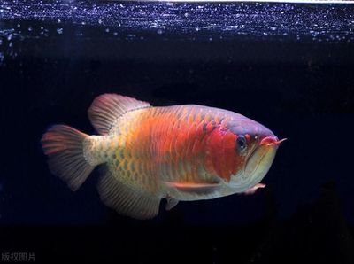 龍魚最高價：龍魚市場價格波動及分析