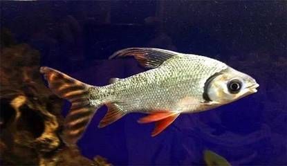 龍魚咬不動食物是什么原因造成的呢：龍魚咬不動食物可能由以下幾個原因造成：水質的惡化是導致
