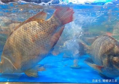 龍魚是否可以吃小羅非魚（龍魚可以吃小羅非魚嗎）