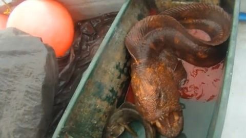 龍魚是否可以吃小羅非魚（龍魚可以吃小羅非魚嗎）