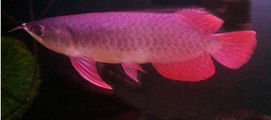紅龍魚自然色彩形成過程：紅龍魚的自然色彩形成的具體過程