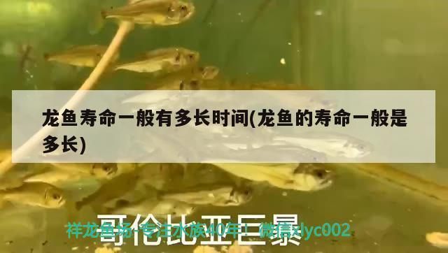 龍魚有壽命嗎：關(guān)于龍魚壽命的詳細(xì)信息
