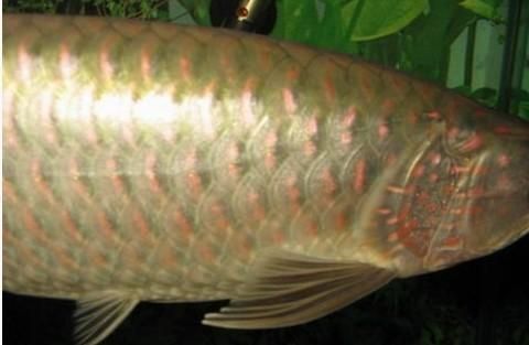 龍魚有壽命嗎：關(guān)于龍魚壽命的詳細(xì)信息