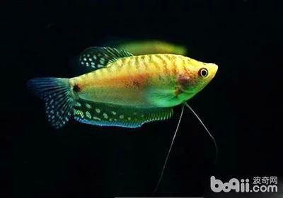 龍魚有壽命嗎：關(guān)于龍魚壽命的詳細(xì)信息