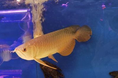 養(yǎng)龍魚有什么講究和忌諱嘛