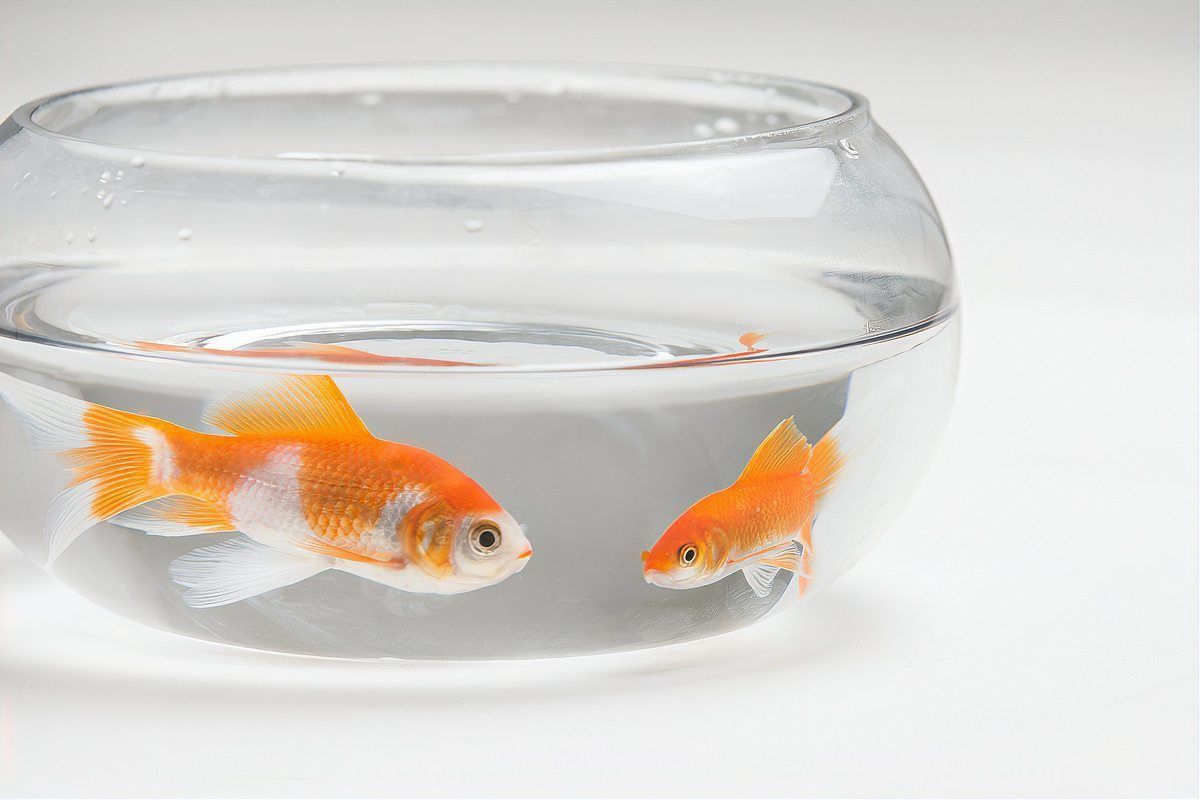 金魚為啥養單不養雙