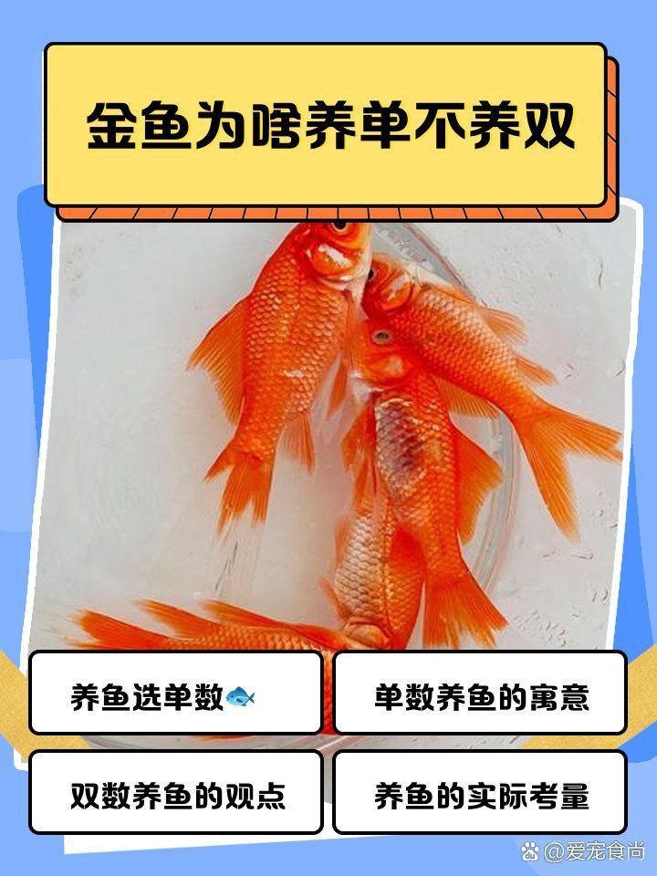 金魚為啥養單不養雙