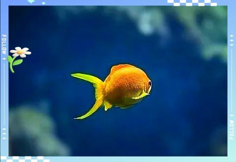 金魚為啥養單不養雙