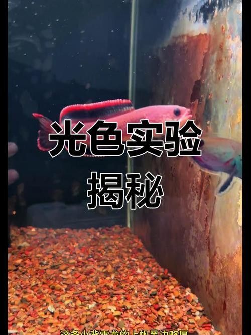 龍魚第六排發色有哪些常見問題