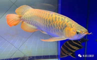 紅龍魚風水寓意（家中養紅龍魚對風水有什么作用）