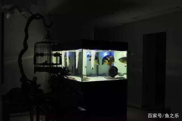 龍魚和什么魚混養好看一點：混養龍魚和其他魚類時應選擇與龍魚混養搭配技巧