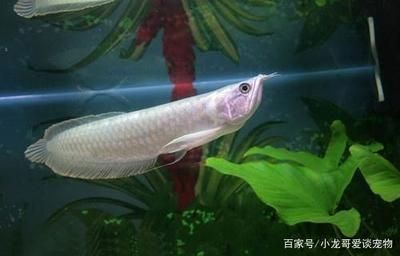 龍魚的狀態可以通過多個方面進行觀察它們的心理狀態：龍魚狀態不好的一些常見癥狀