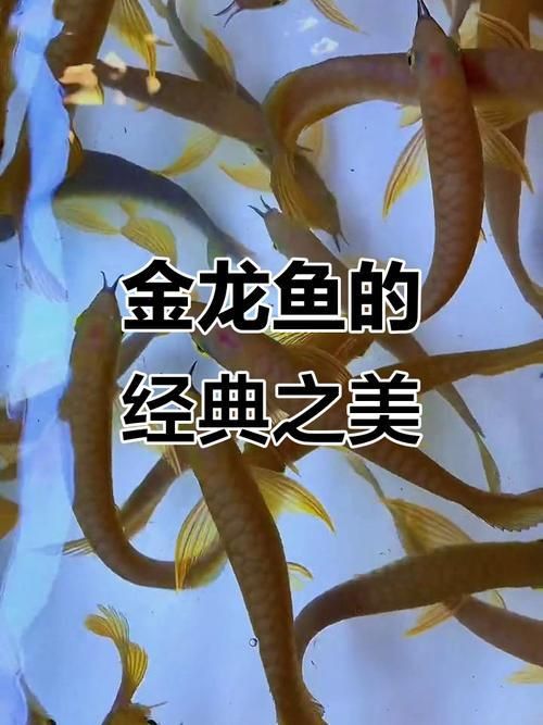 蘭底金龍魚圖片 蘭底金龍魚圖片 龍魚百科 第12張