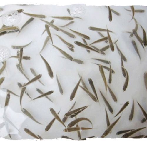 蘭底金龍魚圖片 蘭底金龍魚圖片 龍魚百科 第16張